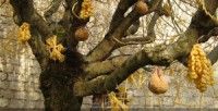 L'Arbre des pâtes