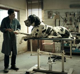 Dogman - Une scène du film Dogman - Une scène du film