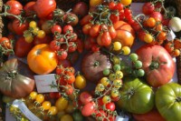 Variétés de tomates