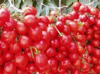 Tomates Piennolo AOP du Vésuve