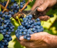 Vigneron coupant les raisins