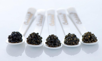 Différents types de caviar Calvisius