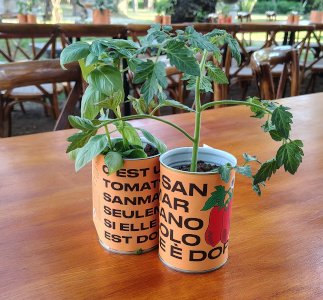 Petites plantes de tomate San Marzano