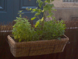 Aromates devant Il Vicolo Aromates devant Il Vicolo