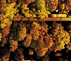 La vinsantaia, là où les raisins sèchent pour produire le vin santo
