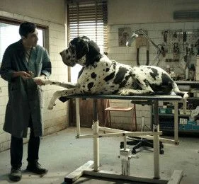 Dogman, Il vizio della speranza et Castel Volturno