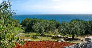 Terre des Pouilles : le goût du soleil